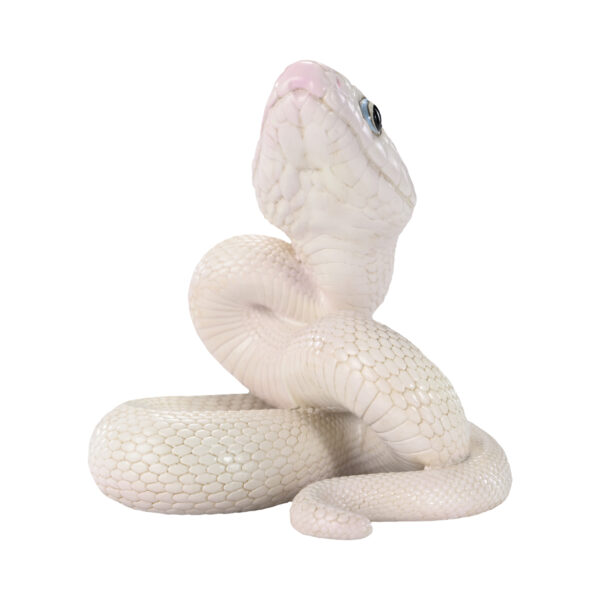 AHB Series 23 - Texas Rat Snake (Leucistic) – Elaphe obsoleta lindheimeri | Snake