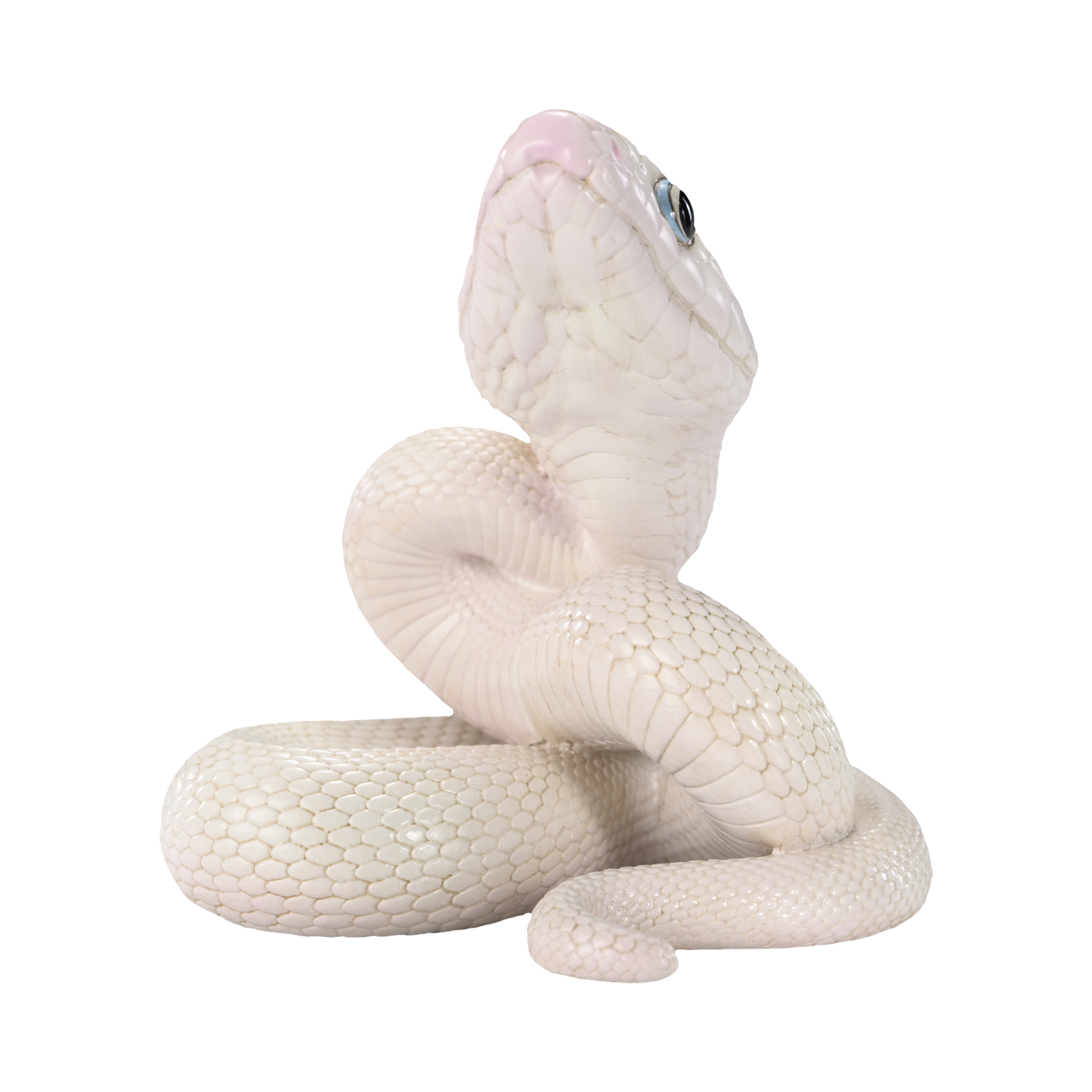 AHB-V23-08-06 AHB Series 23 - Texas Rat Snake (Leucistic) – Elaphe obsoleta lindheimeri | Snake