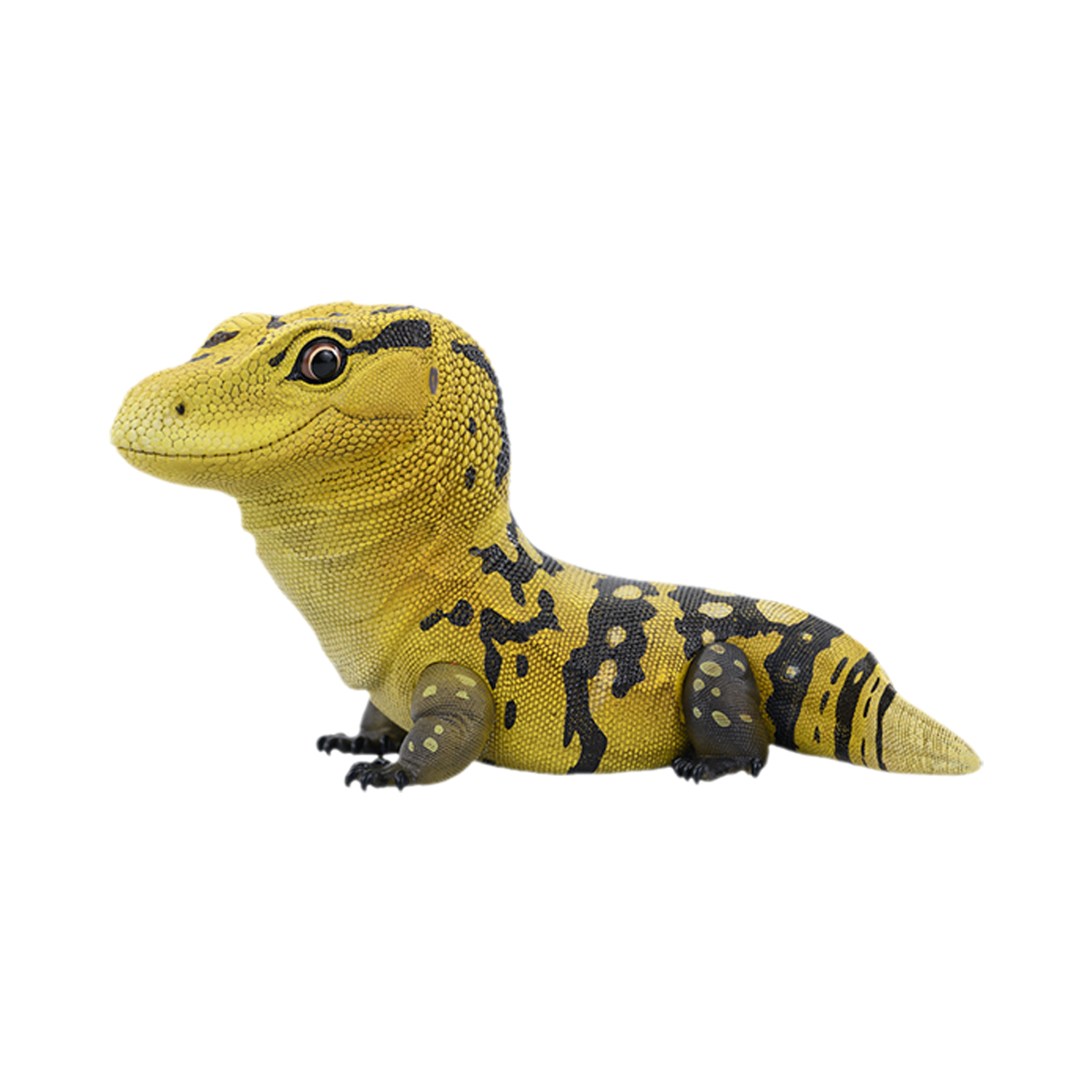 AHB Series 24 - Cuming&rsquo;s Water Monitor – Varanus cumingi | Lizard