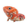 AHB-V24-05-01 AHB Series 24 - Shingleback Skink – Tiliqua rugosa rugosa | Lizard