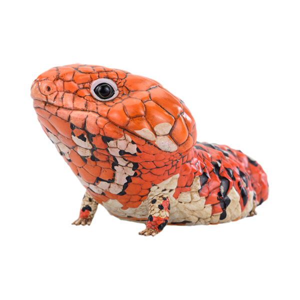 AHB-V24-05-01 AHB Series 24 - Shingleback Skink – Tiliqua rugosa rugosa | Lizard