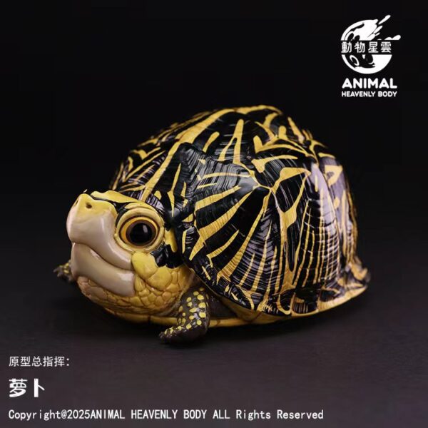 AHB-V25-01-01 AHB Series 25 - Florida Box Turtle – Terrapene carolina bauri | Turtle