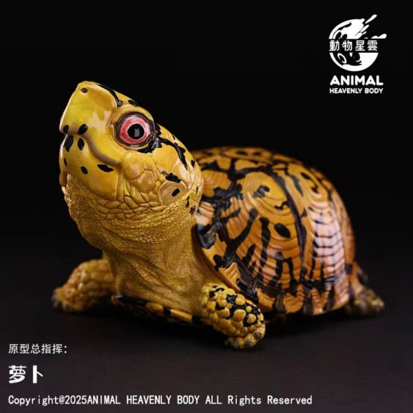 AHB-V25-02-01 AHB Series 25 - Eastern Box Turtle (Yellow) – Terrapene carolina carolina | Turtle