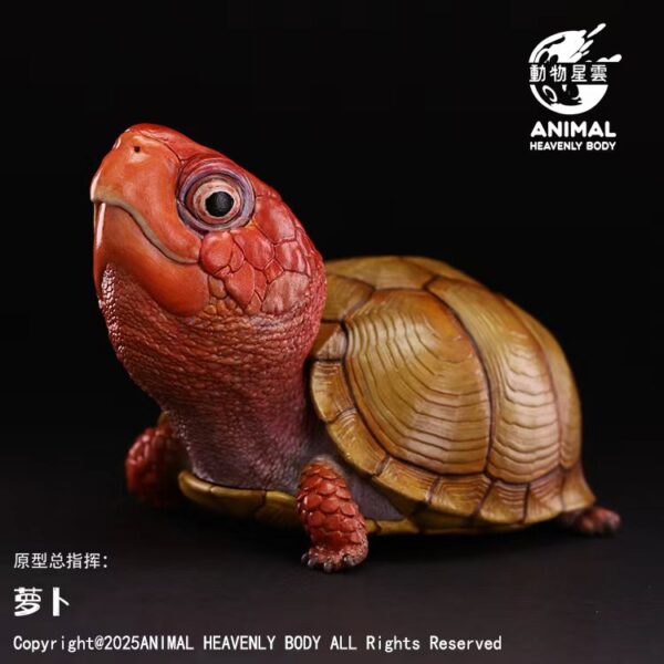 AHB Series 25 - Three-Toed Box Turtle – Terrapene carolina triunguis | Turtle