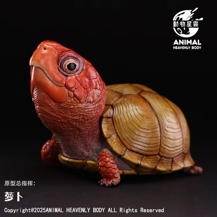 AHB Series 25 - Three-Toed Box Turtle – Terrapene carolina triunguis | Turtle