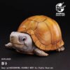AHB-V25-05-01 AHB Series 25 - Yucatan Box Turtle – Terrapene carolina yucatana | Turtle