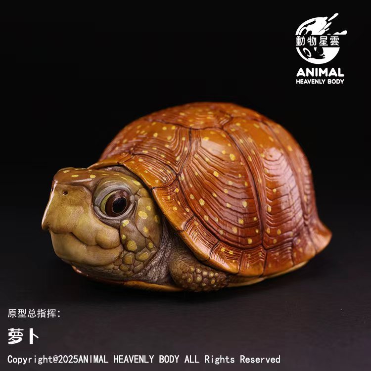 AHB Series 25 - Spotted Box Turtle – Terrapene nelsoni | Turtle