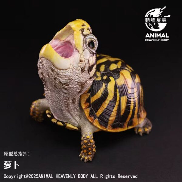 AHB-V25-07-01 AHB Series 25 - Ornate Box Turtle – Terrapene ornata | Turtle