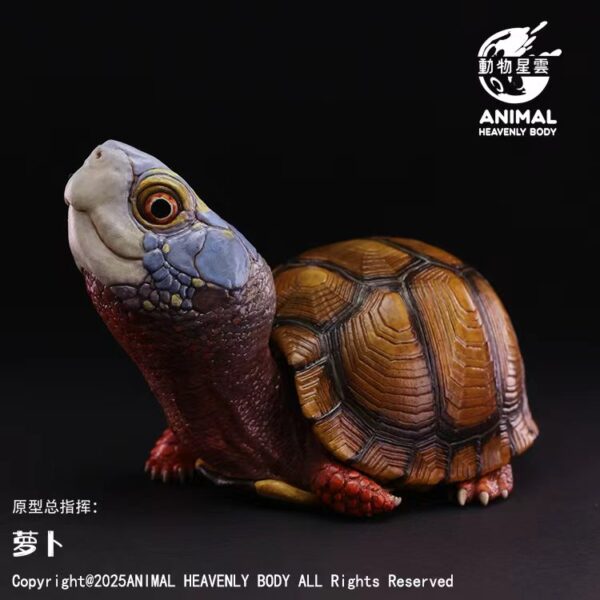 AHB-V25-08-01 AHB Series 25 - Mexican Box Turtle – Terrapene mexicana | Turtle