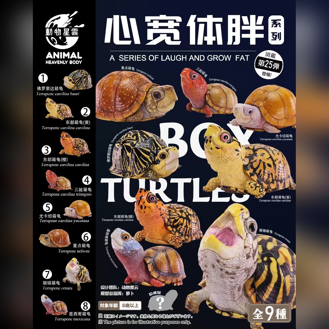 AHB Series 25 - Florida Box Turtle – Terrapene carolina bauri | Turtle