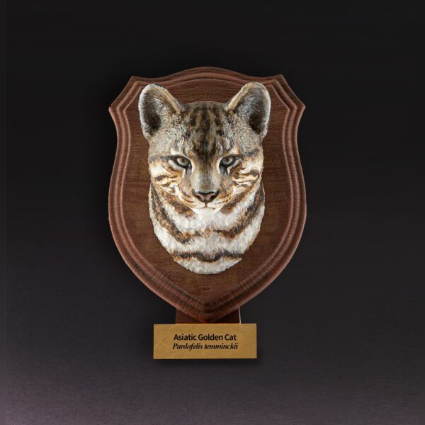 AHB-WA1-06-01-6b2fac8a Animal Heavenly Body - World Encyclopedia of Animals Vol.1 Asiatic Golden Cat | Figure