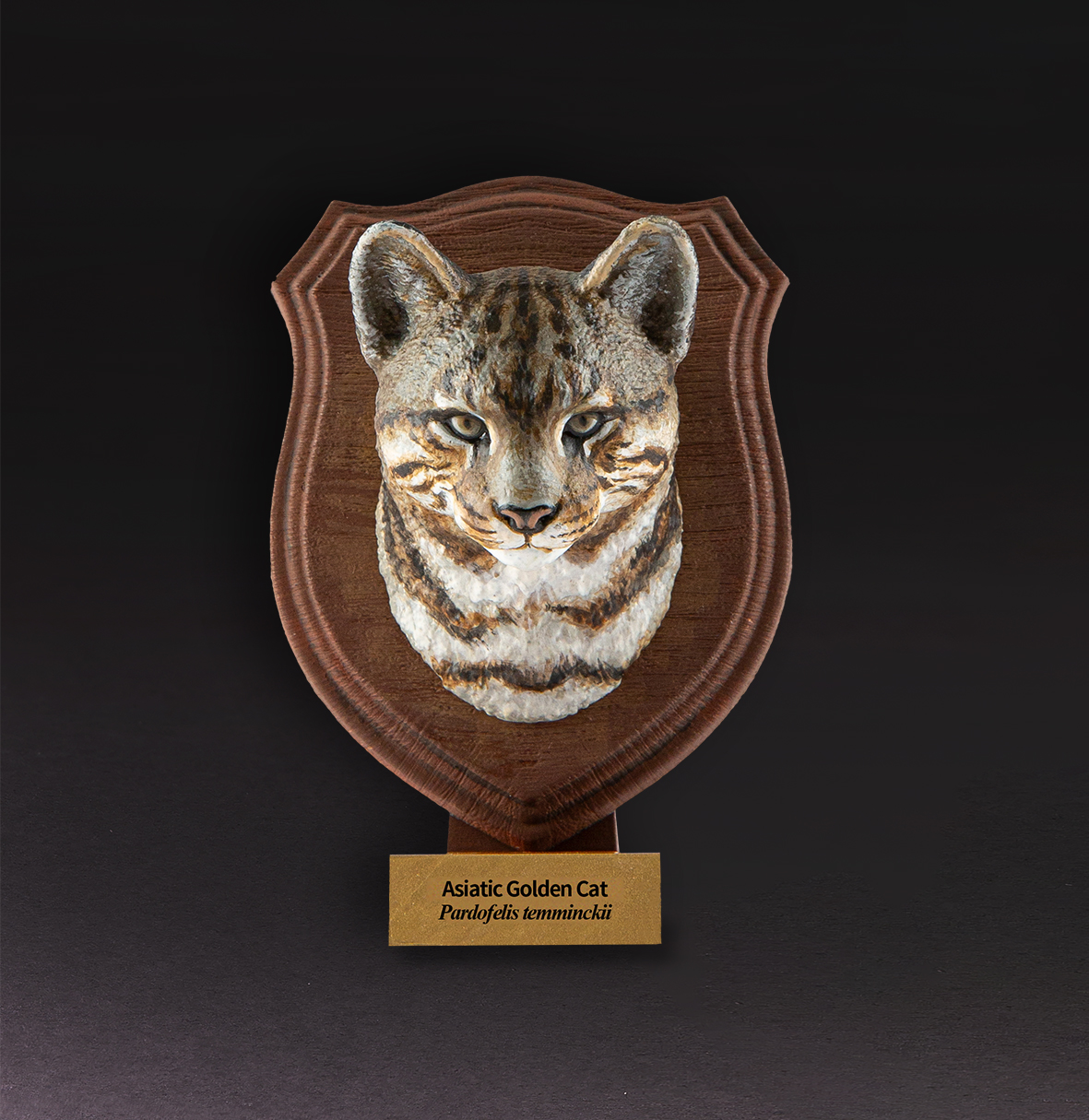 Asiatic Golden Cat