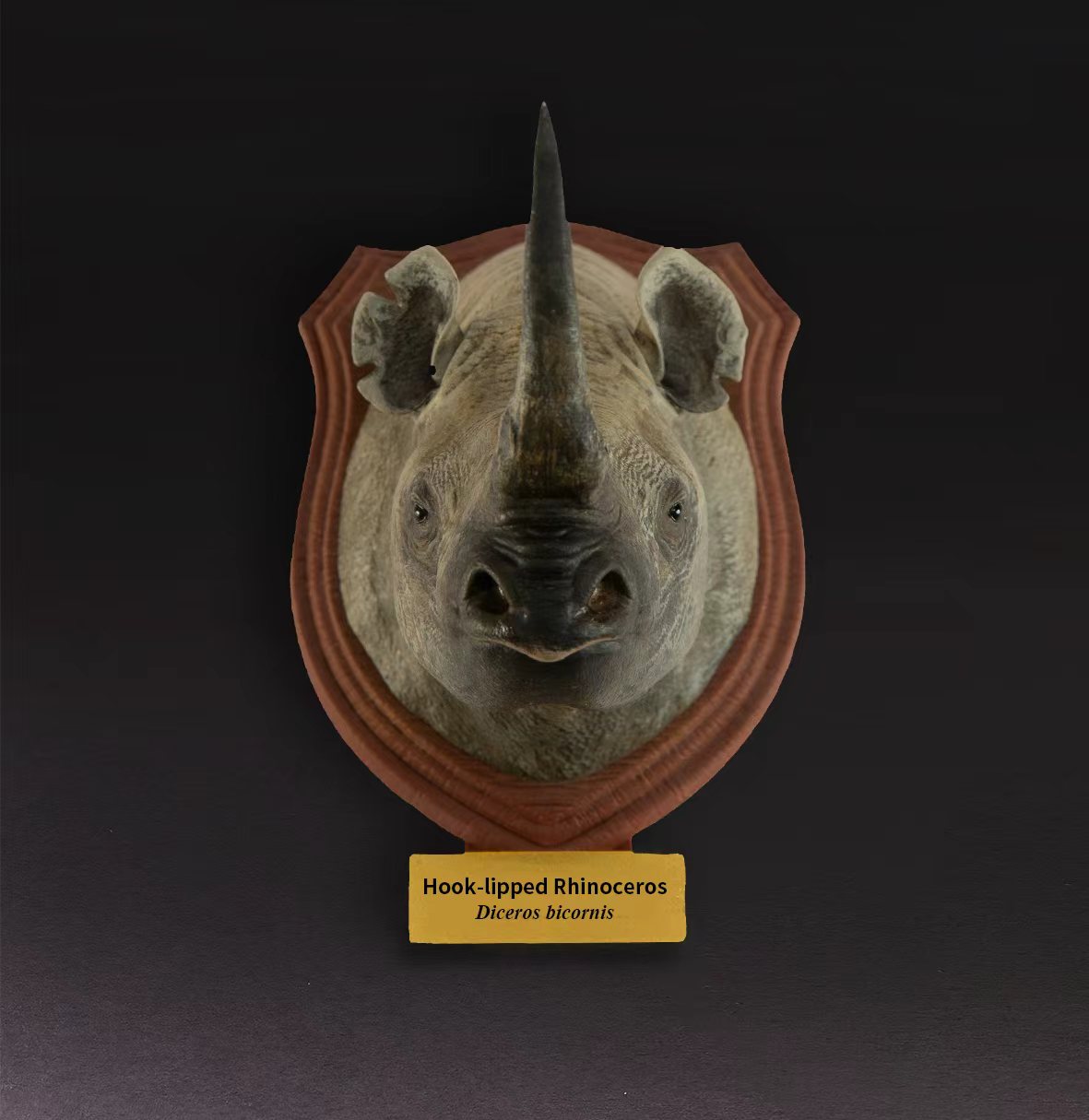 Black Rhinoceros