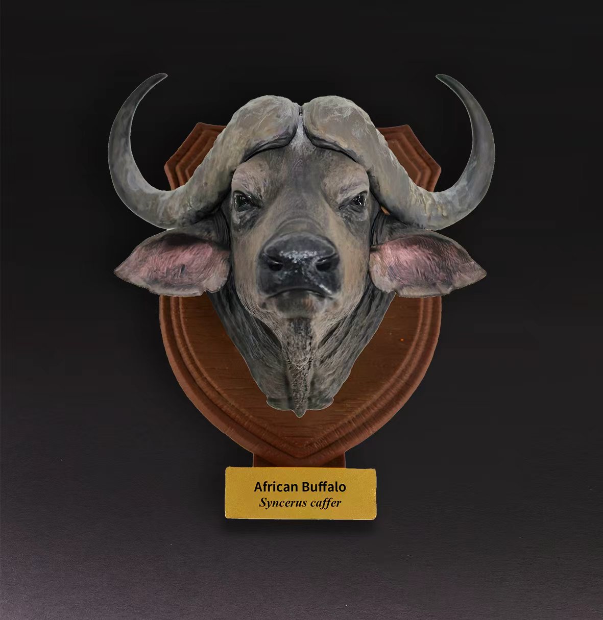 African Buffalo