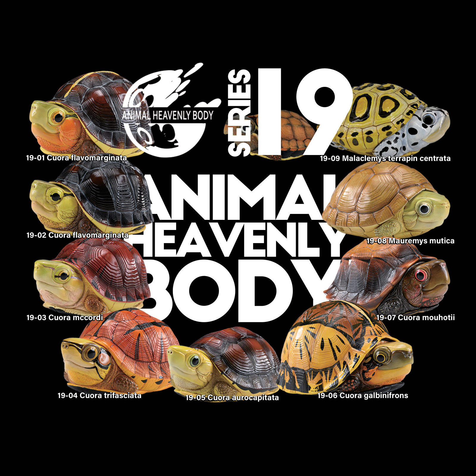 Series 19 – Turtle — Animal Heavenly Body collectible figure series card