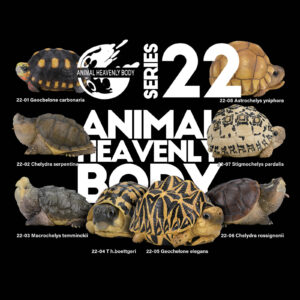 Series 22 – Turtle — Animal Heavenly Body collectible figure series card