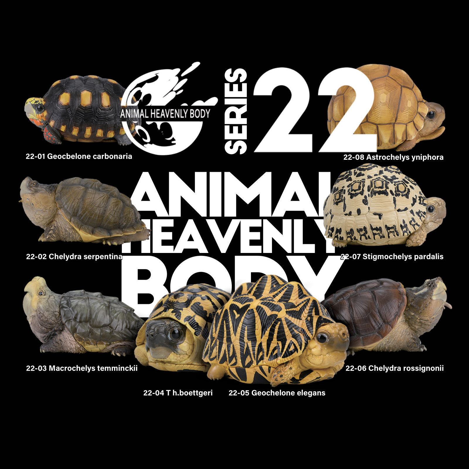 Series 22 – Turtle — Animal Heavenly Body collectible figure series card