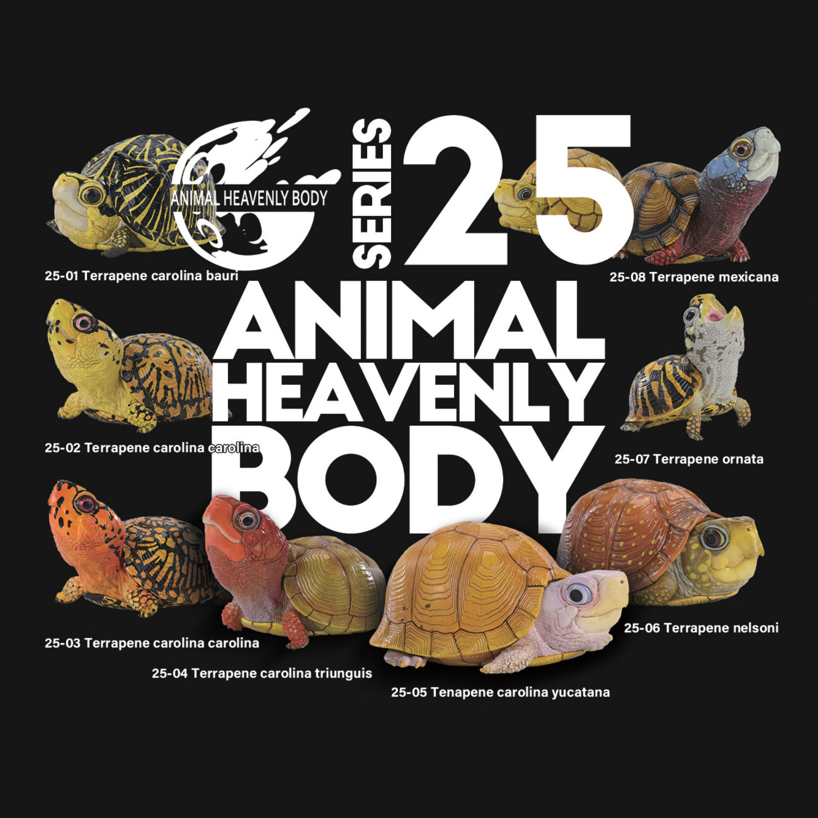 Series 25 – Turtle — Animal Heavenly Body collectible figure series card