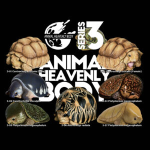 Series 3 – Turtle — Animal Heavenly Body collectible figure series card