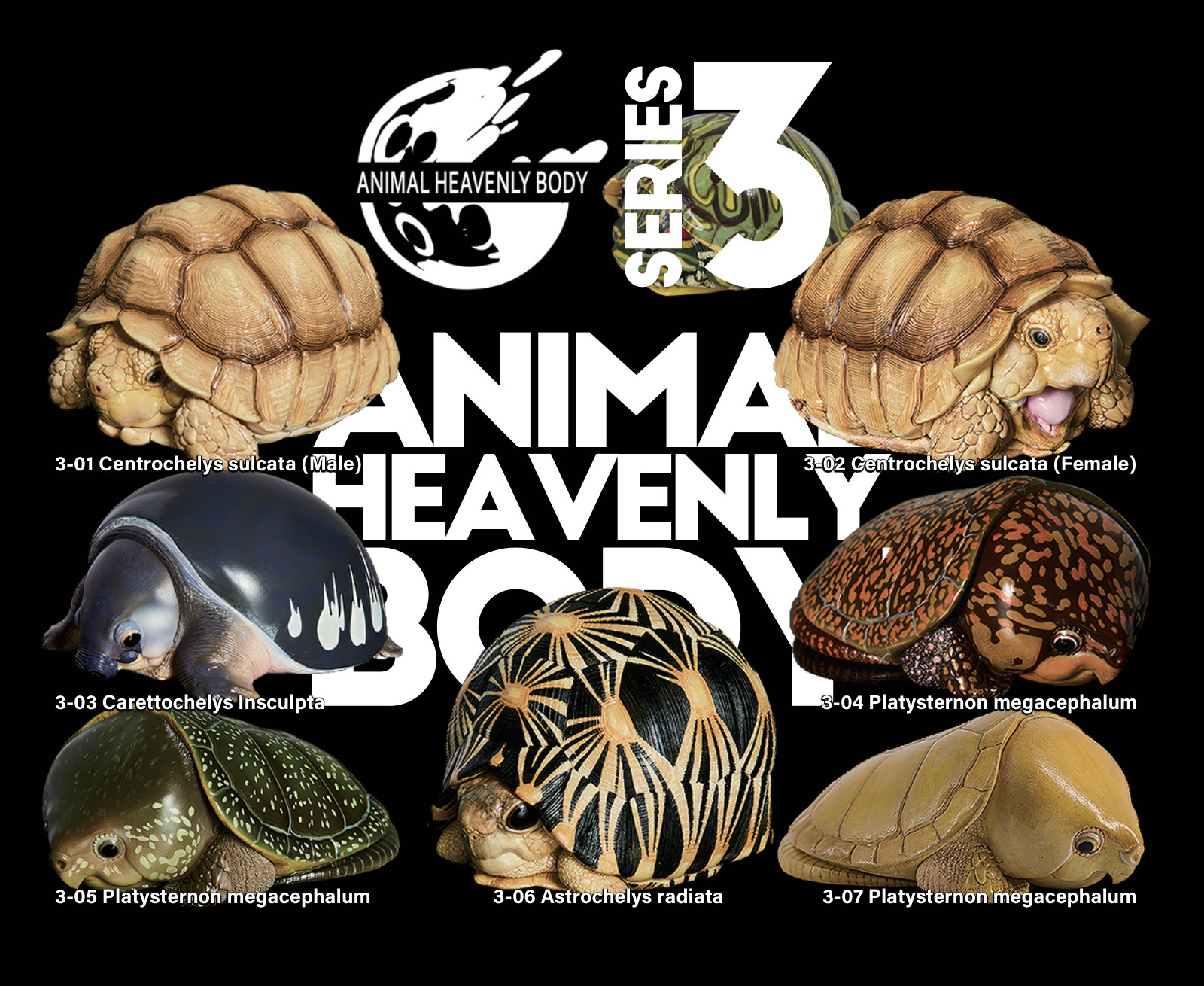 Series 3 - Turtle — Animal Heavenly Body collectible figure series
