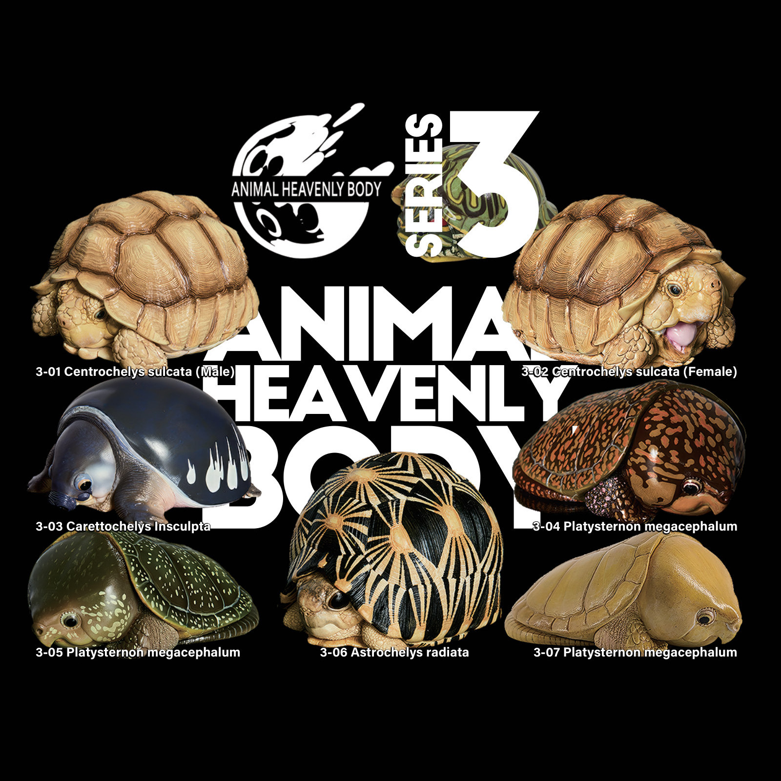 Series 3 – Turtle — Animal Heavenly Body collectible figure series card