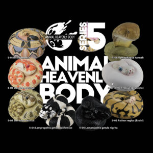 Series 5 – Snake — Animal Heavenly Body collectible figure series card