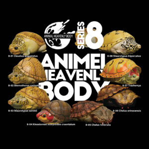 Series 8 – Turtle — Animal Heavenly Body collectible figure series card