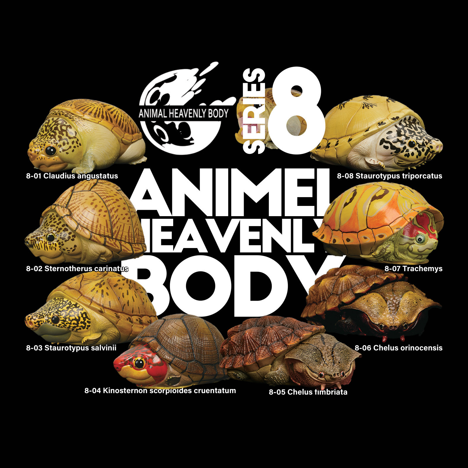 Series 8 – Turtle — Animal Heavenly Body collectible figure series card