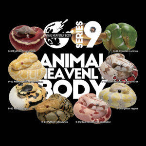 Series 9 – Snake — Animal Heavenly Body collectible figure series card