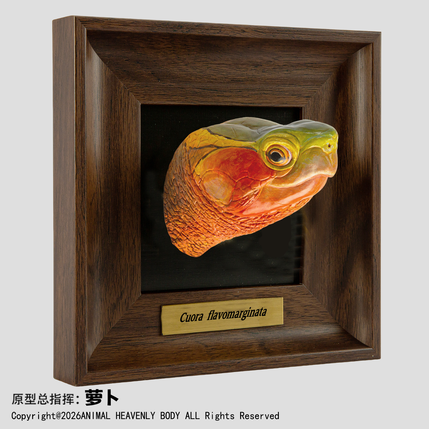 AHB Frame Reptile Arts - Yellow-Margined Box Turtle – Cuora flavomarginata | Turtle