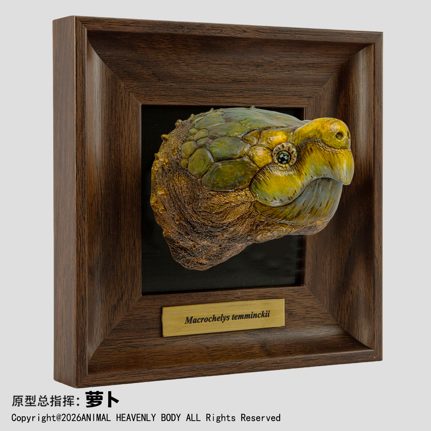 AHB Frame Reptile Arts - Alligator Snapping Turtle (Closed Jaws) – Macrochelys temminckii | Turtle