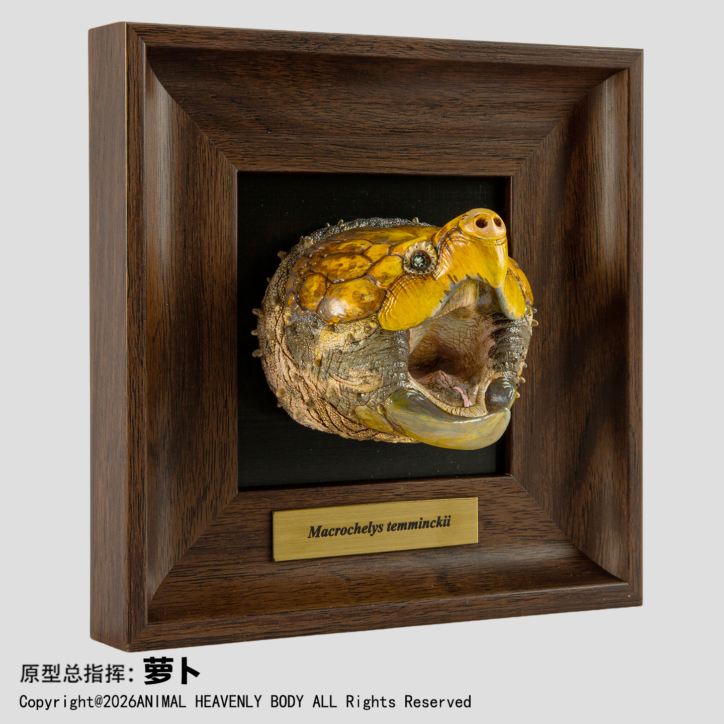 AHB Frame Reptile Arts - Alligator Snapping Turtle (Gaping Jaws) – Macrochelys temminckii | Turtle