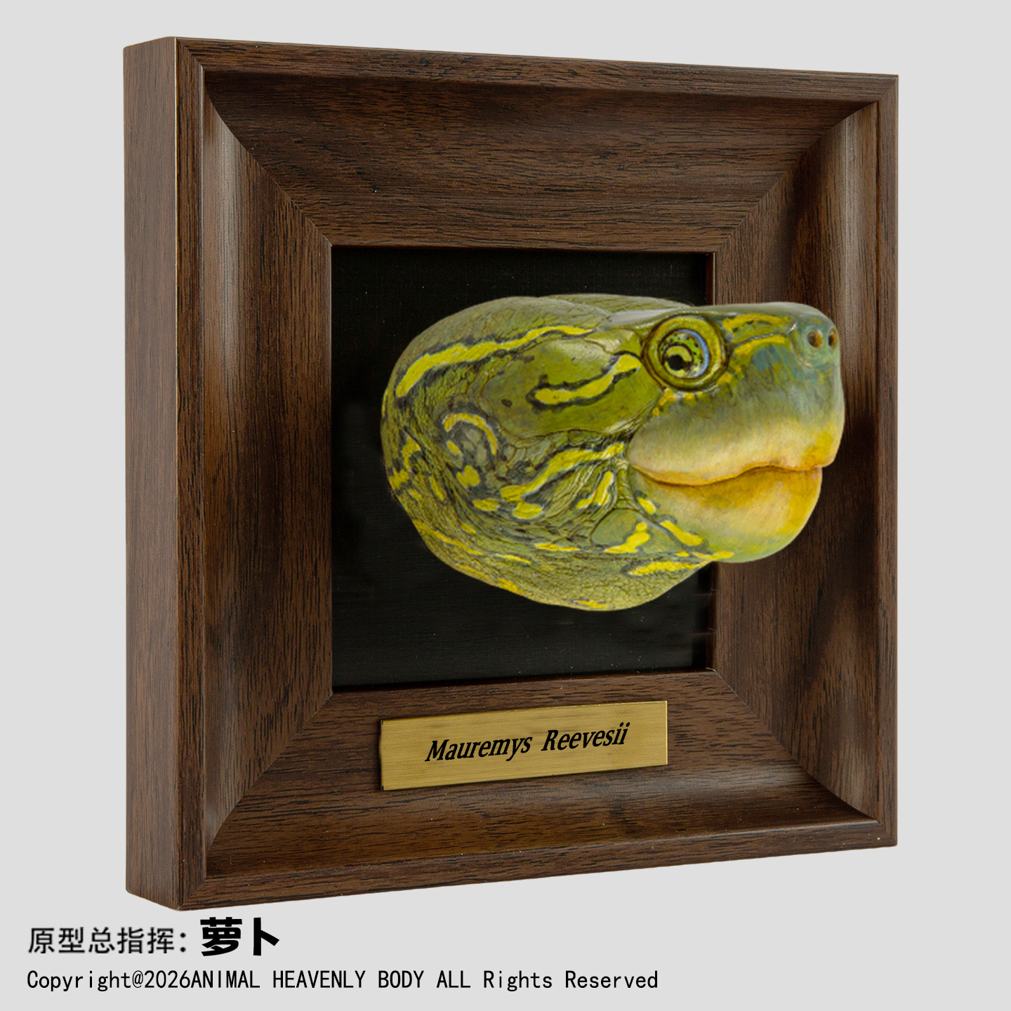 AHB Frame Reptile Arts - Reeves' Pond Turtle – Mauremys reevesii | Turtle