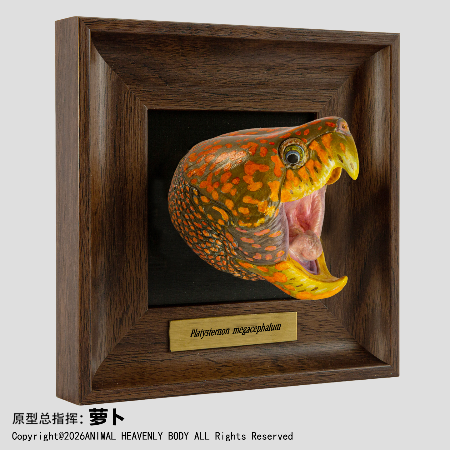 AHB Frame Reptile Arts - Big-Headed Turtle – Platysternon megacephalum | Turtle