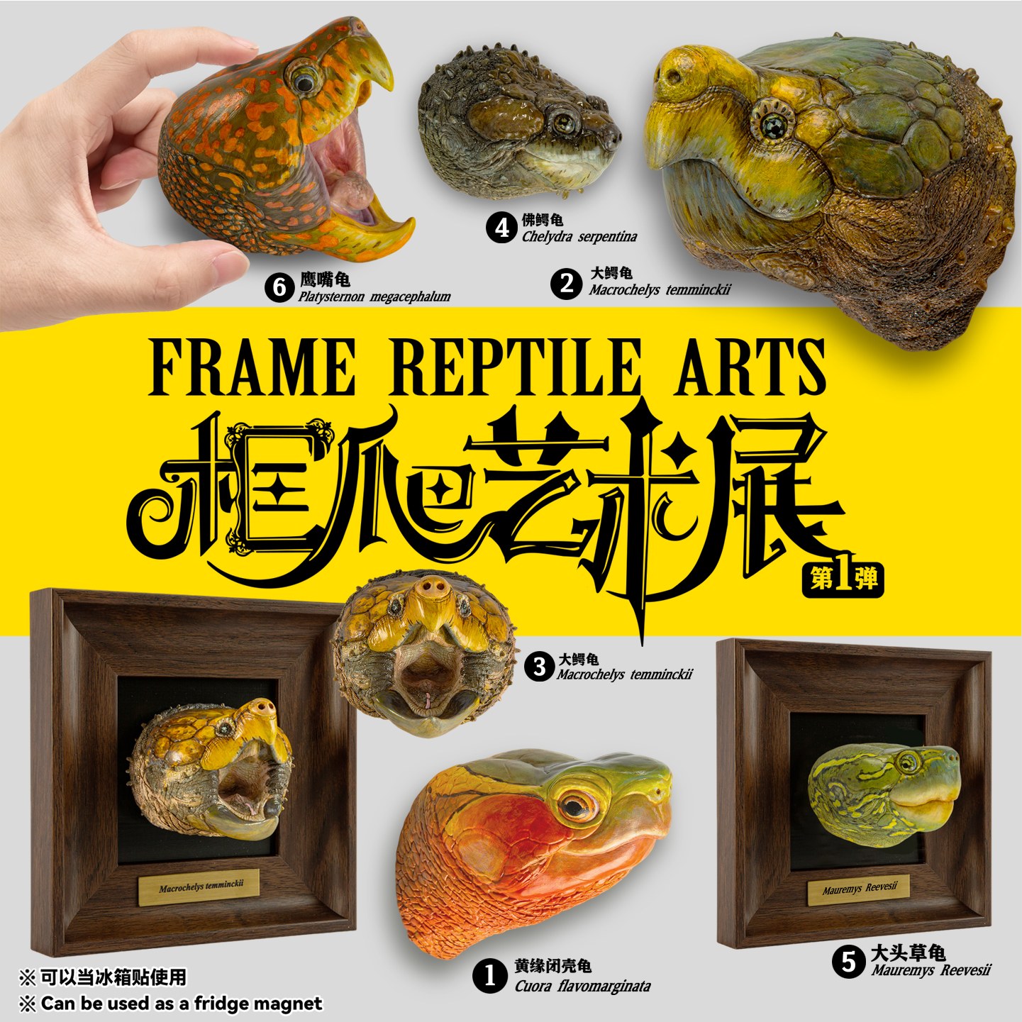 AHB Frame Reptile Arts Vol.1 - Complete Set of 6 Framed Turtles | Turtle