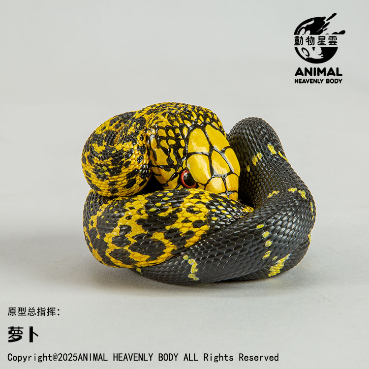 AHB Series 26 - King Ratsnake – Elaphe carinata | Snake