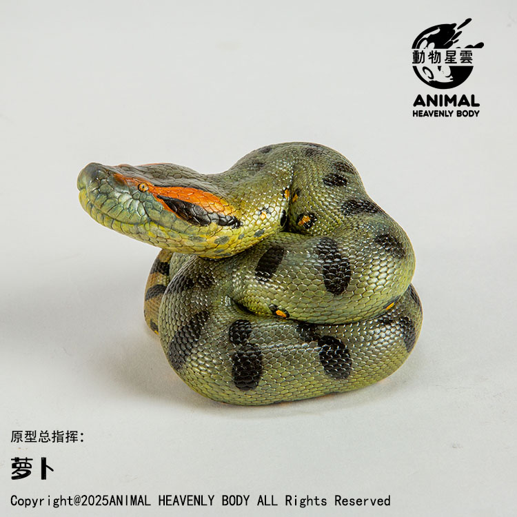 AHB Series 26 - Green Anaconda – Eunectes murinus | Snake