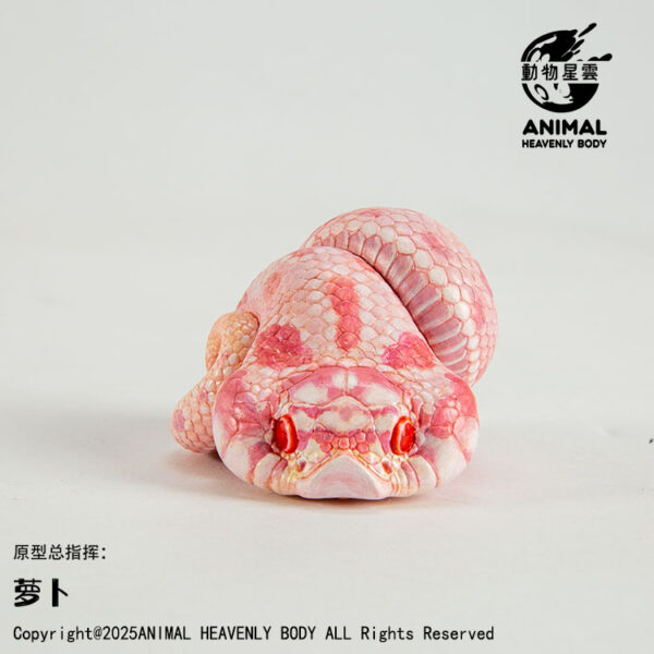 AHB Series 26 - Western Hognose (Albino Arctic Conda) – Heterodon nasicus | Snake