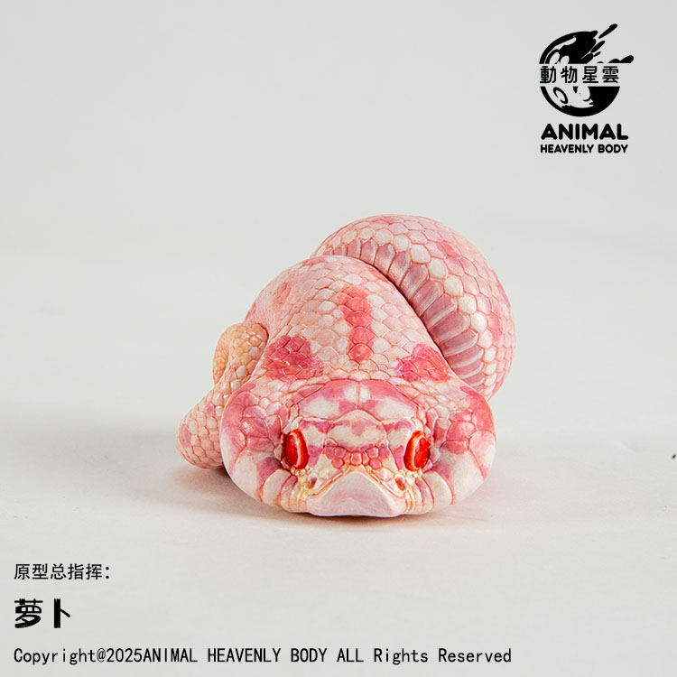 AHB Series 26 - Western Hognose (Albino Arctic Conda) – Heterodon nasicus | Snake