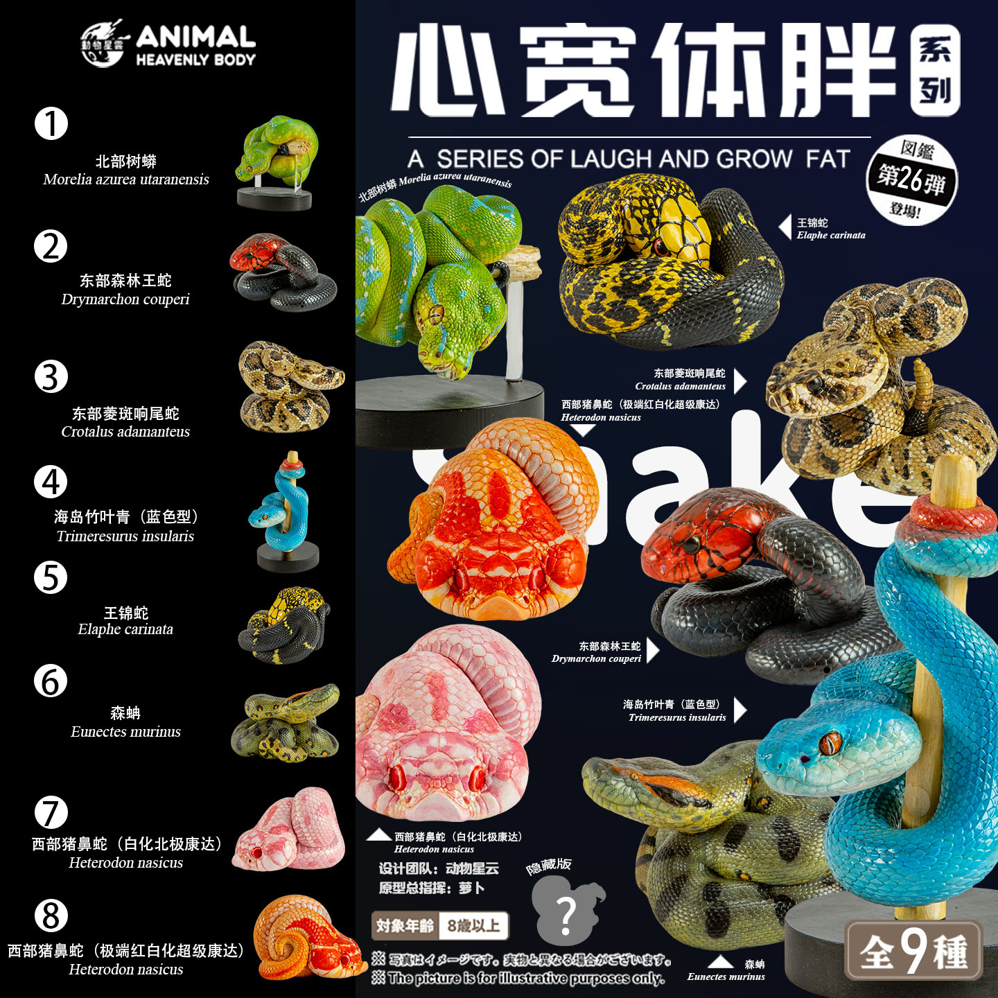 AHB Series 26 - Green Anaconda – Eunectes murinus | Snake