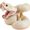 AHB-V26-H-01 AHB Series 26 - Eastern Diamondback Rattlesnake (Blue-Eyed Leucistic) – Crotalus adamanteus | Snake