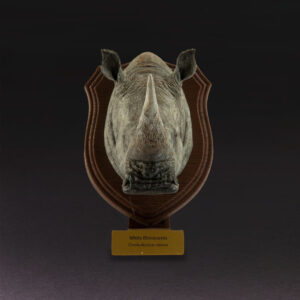 White Rhinoceros