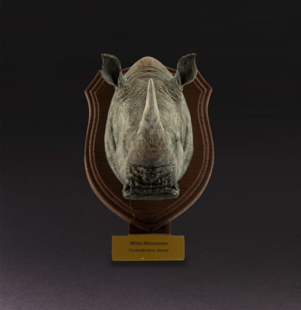 White Rhinoceros miniature trophy bust