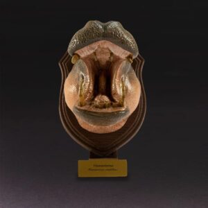 Hippopotamus