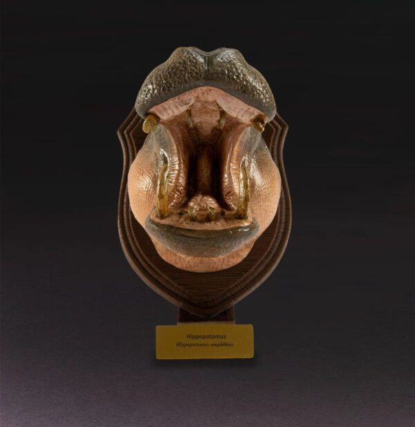 Hippopotamus miniature trophy bust