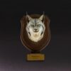 AHB-WA03-06-01 Animal Heavenly Body - World Encyclopedia of Animals Vol.3 Eurasian Lynx | Figure