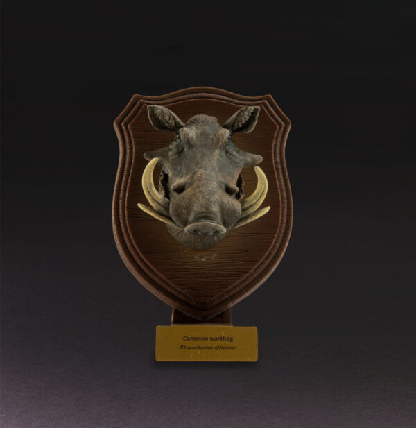 Animal Heavenly Body - World Encyclopedia of Animals Vol.3 Common Warthog | Figure