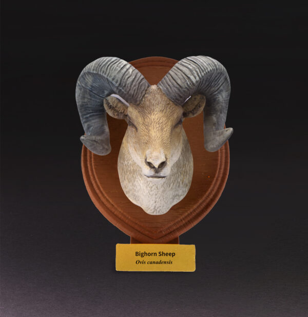 Animal Heavenly Body - World Encyclopedia of Animals Vol.4 Bighorn Sheep | Figure