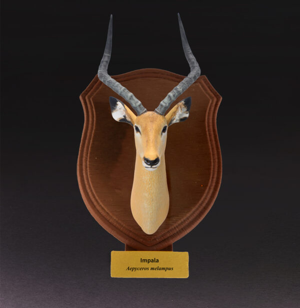 AHB-WA04-03-01 Animal Heavenly Body - World Encyclopedia of Animals Vol.4 Impala | Figure