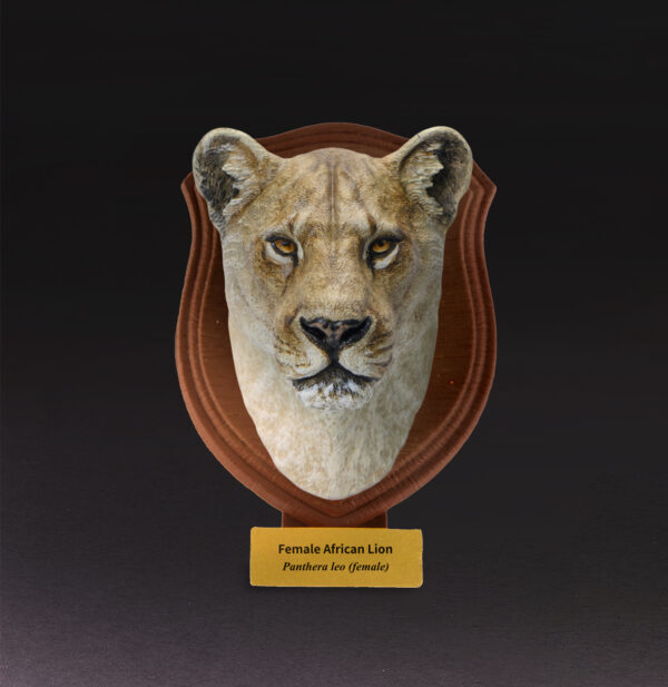 Animal Heavenly Body - World Encyclopedia of Animals Vol.4 Female African Lion | Figure